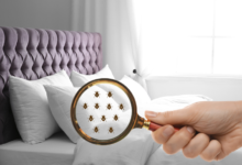 Early Signs of a Bedbug Infestation You Shouldn’t Ignore