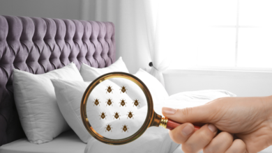 Early Signs of a Bedbug Infestation You Shouldn’t Ignore