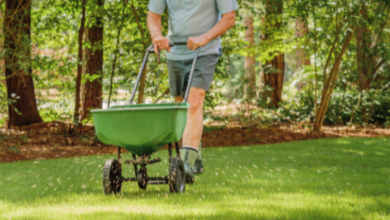 Tips for Maintaining a Healthy Lawn Year-Round in Charleston
