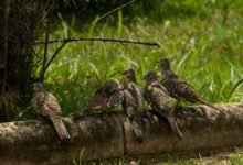 dataset reference structuring log