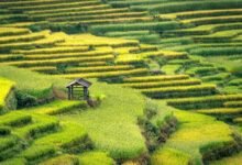 rapid expansion growth strategies