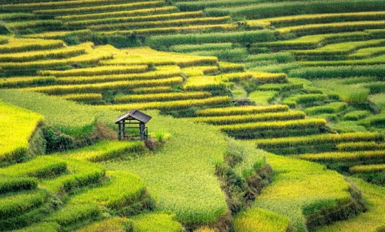 rapid expansion growth strategies