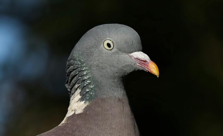 contact details overview guide