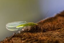 sinecadodiaellaz s growing significance now
